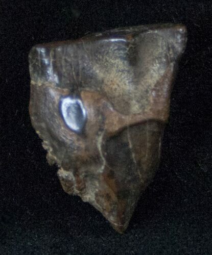 Large Triceratops Shed Tooth - Montana #13406